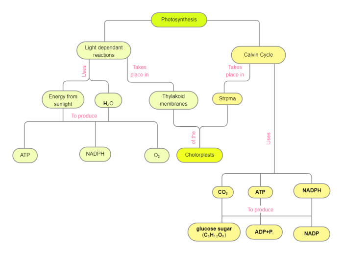 Photosynthesis stem case gizmo answers