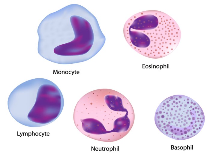 Four leukocytes are diagrammed in figure 10-2