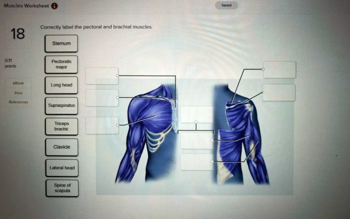 Pectoralis plexus brachial muscle muscles minor alila medical