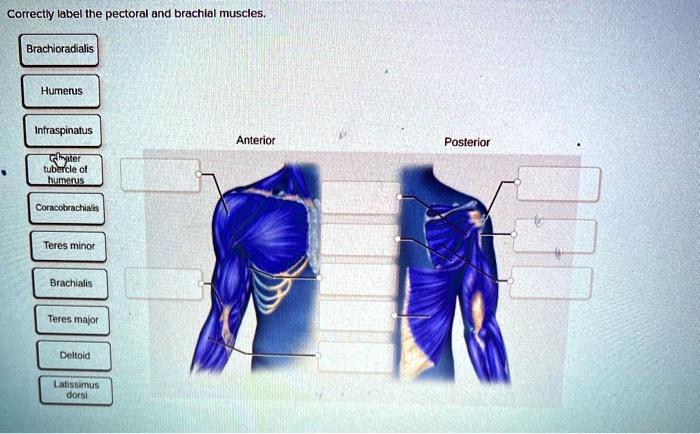 Correctly label the pectoral and brachial muscles.