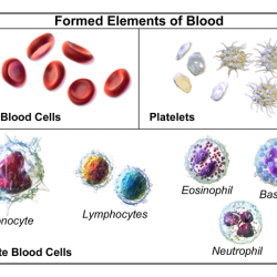 Four leukocytes are diagrammed in figure 10-2