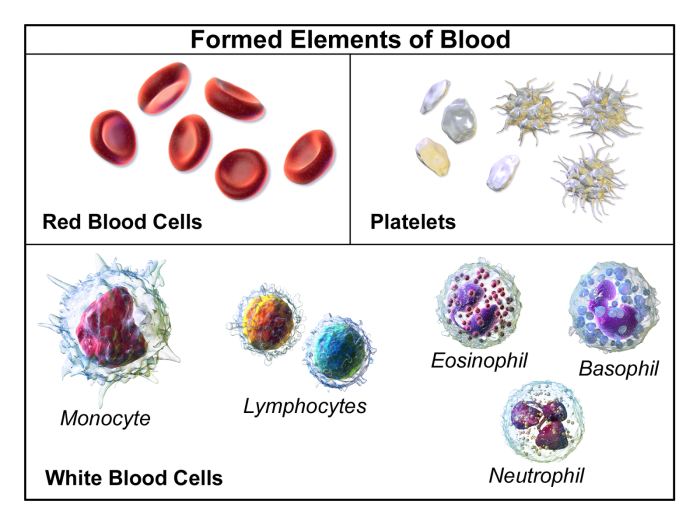 Four leukocytes are diagrammed in figure 10-2