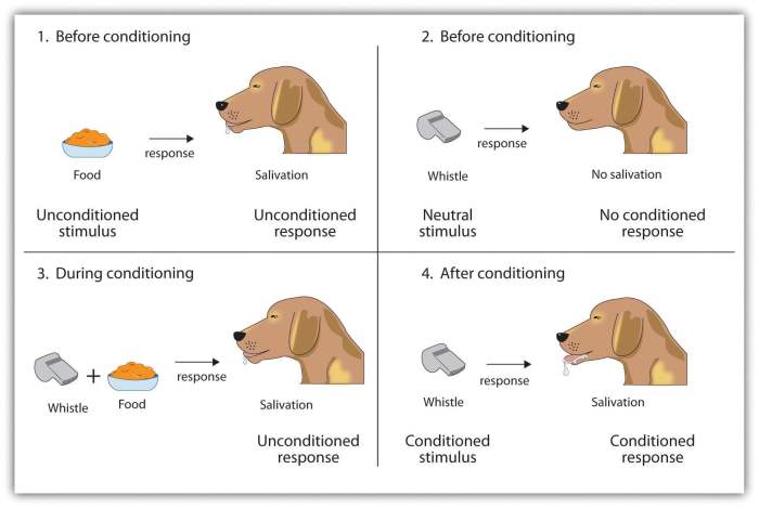 Classical conditioning phobias worksheet answers