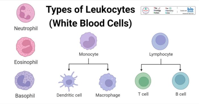 Four leukocytes are diagrammed in figure 10-2