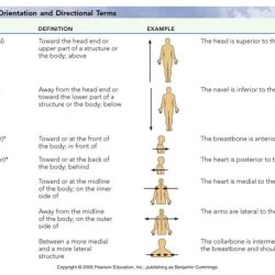 Directional terminology