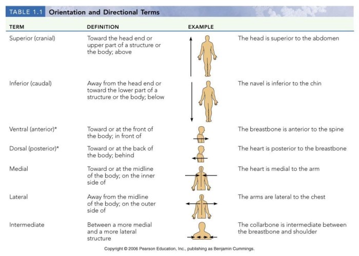 Directional terminology