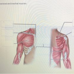 Correctly label the pectoral and brachial muscles.