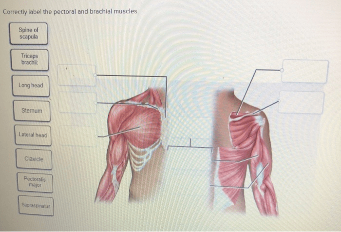 Correctly label the pectoral and brachial muscles.