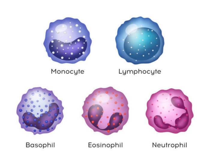 Four leukocytes are diagrammed in figure 10-2